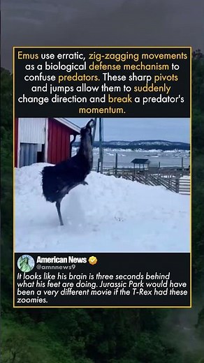 WHY EMUS RUN SO WEIRDLY