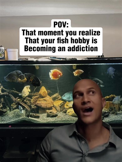 Care Tips for Oscar and Severum Fish in Aquascapes