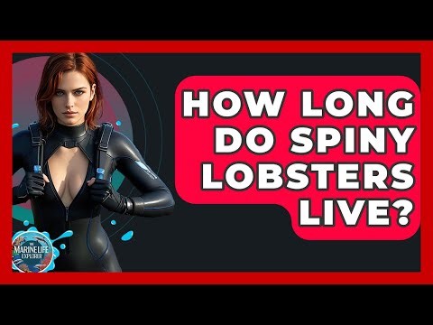 How Long Do Spiny Lobsters Live? - The Marine Life Explorer