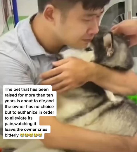 Heartbreaking Goodbye: Owner Euthanizes Beloved Pet After Ten Years