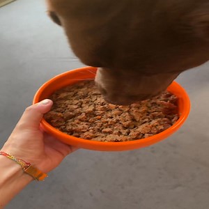 Dale una dieta a base de ingredientes naturales a tu perro y olvídate ya del pienso ultraprocesado🙅‍♀️ | Dogfy Diet