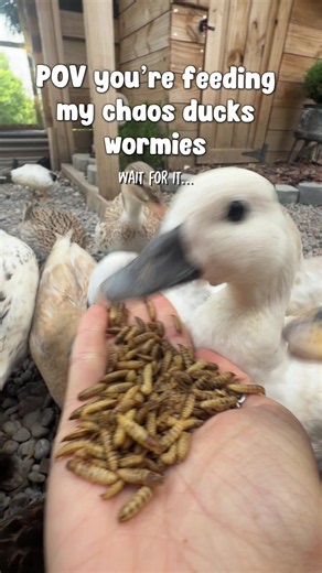 Backyard Duck Behavior: Why They Act That Way