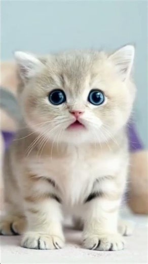 The Cat 🐈 Jumping #catvideos