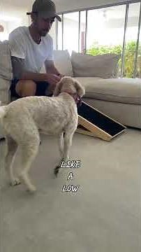 How To Teach Your Dog To Use A Ramp In 7 Simple Steps #rampchamp #dog #oodles #fyp