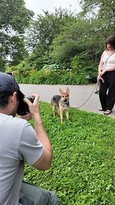 174K views · 10K reactions | Loki, German Shepherd (5 m/o), Coffey...