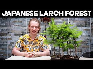 Japanese Larch Bonsai Forest - Summer Pruning Tips