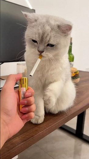 Cat smoking cigar. #catshorts #catlovers