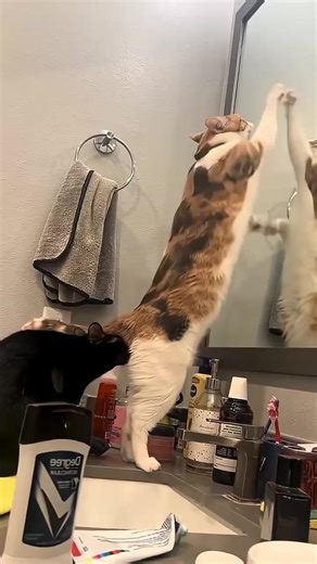 Cats Reacting to Their Reflection in Mirrors