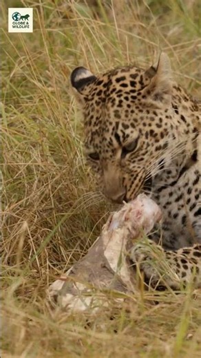 Leopard Feeding in the Wild 🐆 #Shorts