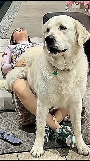 Boerboel vs. Mumma: Who's in the Wrong?