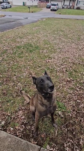 Empower Your Dog with Clicker Training Techniques