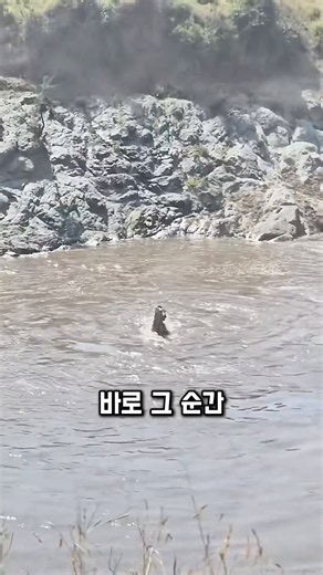 얼룩말, 악어 앞에서 반전이 벌어졌습니다