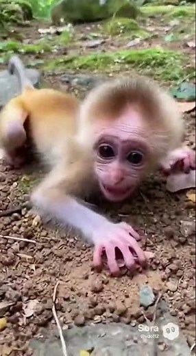 Baby Monkey Falls From a 40m Tree in Guangxi #animals #monkey #life