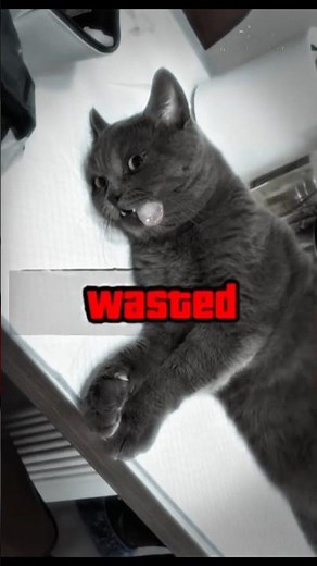 Ultimate Cat Chaos 😂 Funniest Fails, Viral Clips & Hilarious Kitties! #cat