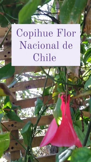 Propiedades Medicinales del Copihue: Antiinflamatorio y Más