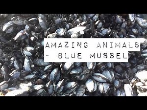 Amazing Animals- Blue Mussel