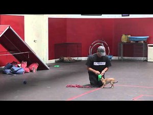 Remote Collar Dog Training Video: The Leash | Dog Training: Episode 2 | SitMeansSit.com