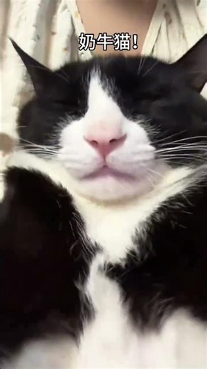 The Surprising Evolution of the Cow Cat: Unveiling the Truth