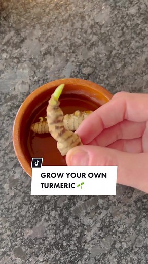 Grow your own Turmeric in pots & containers 🌱💚 It’s actually easy & rewarding to grow Turmeric and the process is similar to Ginger. And this is great because both combined in a juicer would provide you with a very healthy juice. I love to have a shot of them every morning! It’s packed with antioxidants. * Follow me to learn how to grow food in pots & containers on a balcony, terrace or patio * Guidelines to grow your own turmeric in pots : 🌱 Make sure to buy organic one not treated with anti