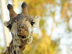 Elmwood Park Zoo Announces Expanded Hours, Giraffe Feeding Return
