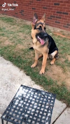 Best Shedding Tool for Dogs | FURminator Review