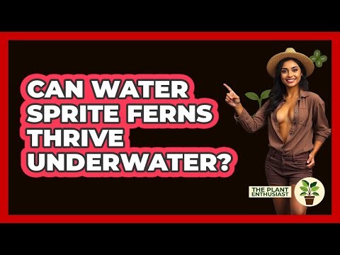 Can Water Sprite Ferns Thrive Underwater? - The Plant Enthusiast
