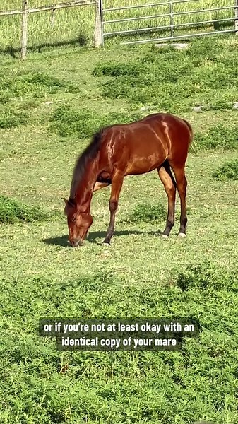 Thinking of Breeding Your Mare? Watch This First