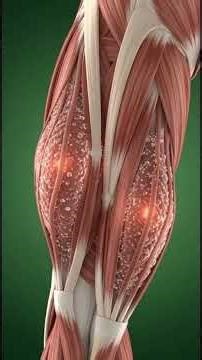 What Happens Inside Your Body When You Cycle? | 3D Medical Anatomy Animation #humanbody #foryou