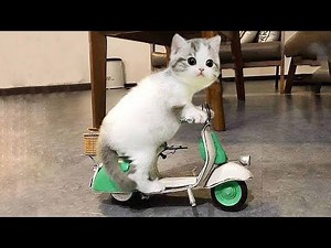 HOLD ON YOUR LAUGH! 🤣 4 Minutes of Smart and Funny Cat Videos That Will Make You Laugh ~ Funny Ca...
