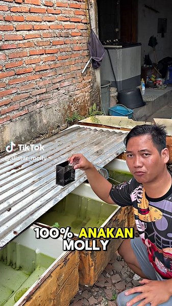 100% anakan ikan Molly Balon jadi Long? Siapa yang udah pernah ngalamin ? 😂