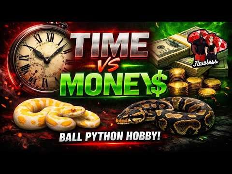 The Ball Python Breeding Decision That Saves YEARS (Time vs Money)