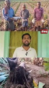 கோவை: ஆலங்கட்டி மழையால் 150 ஏக்கர் விவசாயம் நாசம்