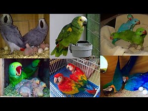 Parrot Breeding Setup, Alexander Parrot, Bolne Wala Tota, African Gray Parrot, Hsn Entertainment