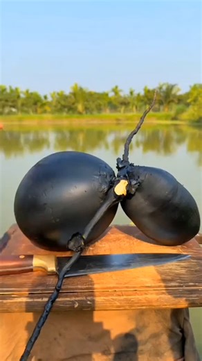 aichina | Glossy black coconut 🥥#DIY #CoconutHack | Instagram