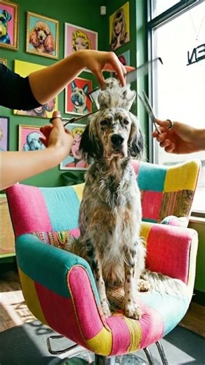 We do dog haircuts. Duck haircut. Grooming. Dalmatian dog.