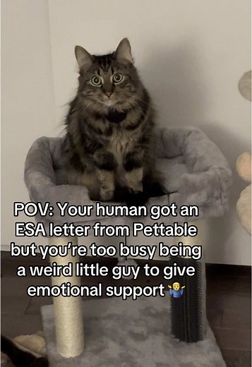 Emotional Support Animals: Pettable ESA Letters Explained