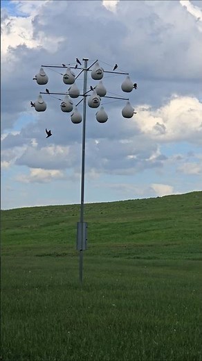 Purple Martin Bird Songs, Sounds, and Calls!