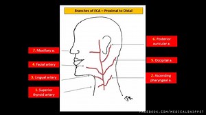 BRANCHES OF EXTERNAL CAROTID ARTERY There are many mnemonics to learn the name of the branches like 1. Sister Lucy Powdered Face Often Attracts Medical Students 2. MASS FLOP 3. SLAP OF MS And this video shows the branches of ECA from proximal to distal direction of its course. It's easier to remember as the branches are usually named after the region it supplies. In head and neck region as we move from below upward the regions in front of ear are 1. Thyroid - Superior thyroid a. 2. Tongue - Ling