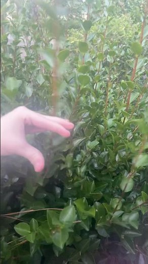 elmo world mail imagination