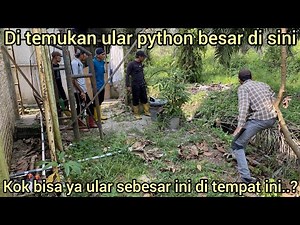 DANGER: A BIG, FAT PYTHON ENTERING THIS PLACE, HOW IS THAT POSSIBLE?