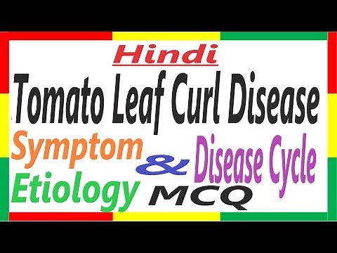 Tomato Leaf Curl Disease, Symptom, Etiology and Transmission | Plant Pathology | #PHV3