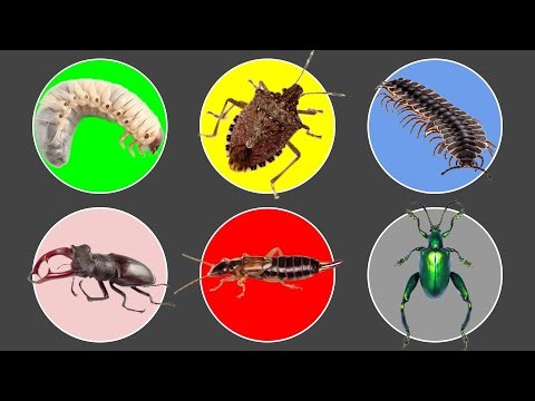 Type Of Insect ; Horn Beetle, Stink Bug, Frog Beetle, Tractor Millipede, Larva, Earwig