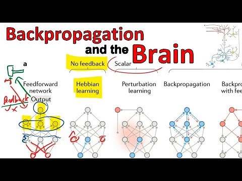 Backpropagation and the brain