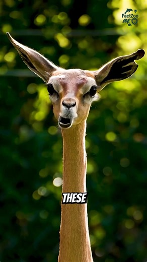2.4K views · 31 reactions | The Weirdest Looking Animals in the Wild #animals | FactZoo | Facebook