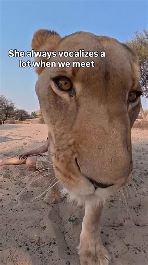 Sirga on Instagram: "Come and find Sirga with me! The wild lion situation has calmed down a bit, so Sirga is finally able to spend more time in her reserve than some months ago."