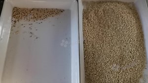 Using color sorter to sorting wheat can improve the whiteness and quality of flour. Color sorter can remove mildew wheat, grass seeds, black impurities, stone and other foreign matters. More information, please contact sales@techik.net | Techik Instrument - Shanghai Co., Ltd