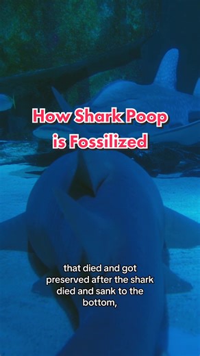 Replying to @Biography Dr. Dana Ehret explains how shark poop gets fossilized and gives an in-depth look at what makes shark intensities unique. 💩 #stem #learnontiktok #sharkpoop #sharksoftiktok #megalodon #themeg #poptok