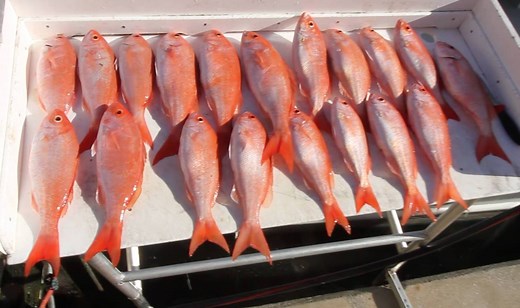 1.7K views · 50 reactions | A great day of Vermilion Snapper Fishing in Fort Lauderdale aboard the Lady Pamela. Our guest did great and went home with fresh fish filets. View full video: https://youtu.be/Xqu-DCwsOUE | Lady Pamela 2 Fishing Charters | Facebook