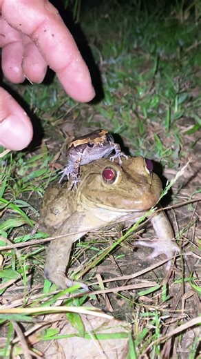 Frog Catching fun fun l laughing frog jumping funny #shorts #shortsfeed #usa #funny