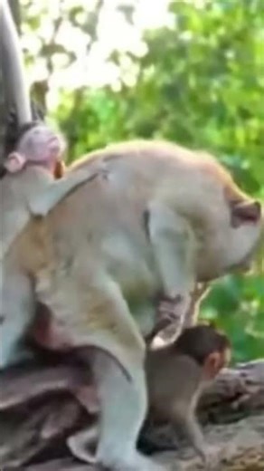 Monkey species: Adult monkeys will become angry if any baby monkeys come near them.